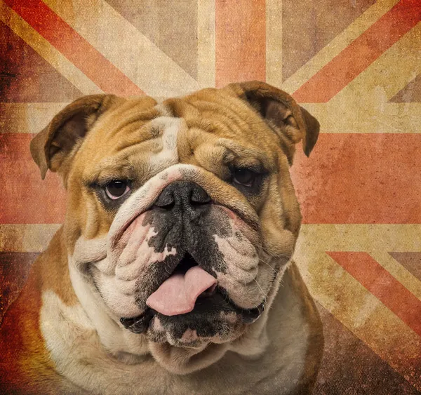 Close-up of an English Bulldog panting on a vintage UK flag back