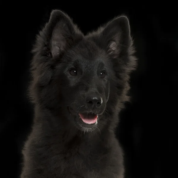 Close-up of a Greenland Dog puppy panting, 4 months old, on a bl