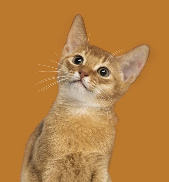 Close-up of an Abyssinian kitten looking up, 3 months old, on or