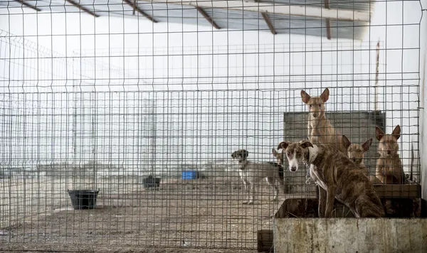 Abandoned dogs in a cage