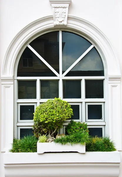 White window with bush