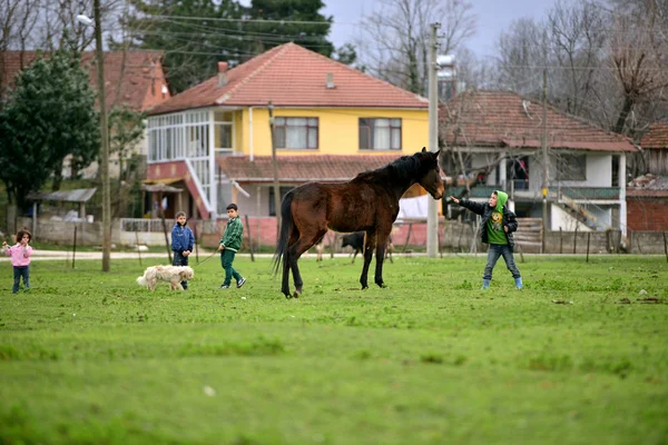 In rural areas, children who love animals