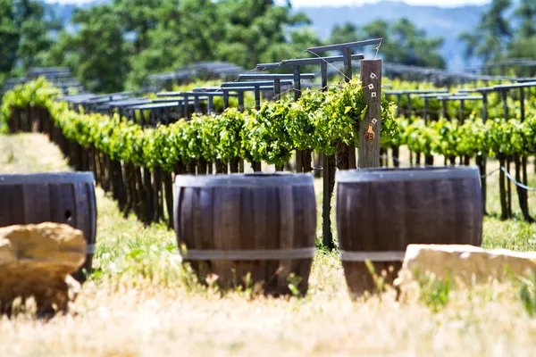 A vineyard with oak barrels