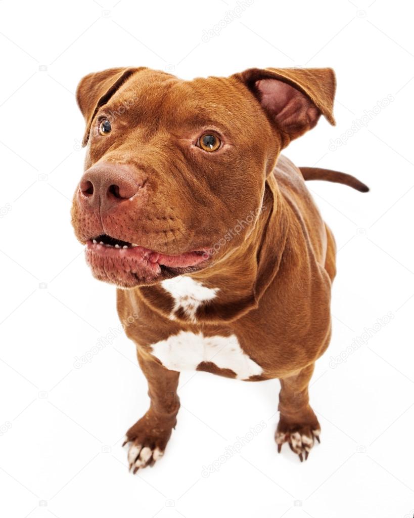 dog growling dog growling