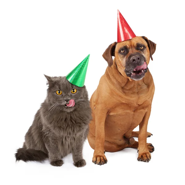 狗和猫戴生日帽和舔嘴唇 - 图库照片adogslifep