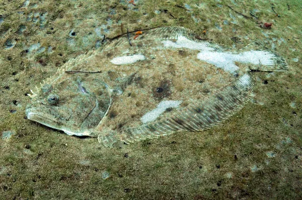 Camoflage 比目鱼水下 - 图库照片ftlaudgirl#19