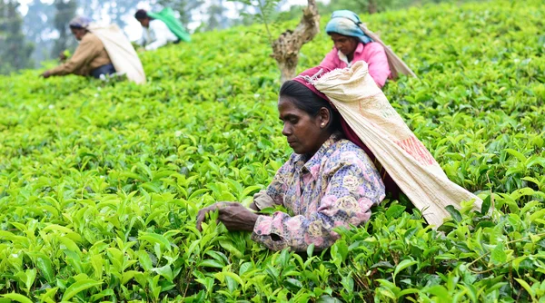 Female tea picker in tea plantation
