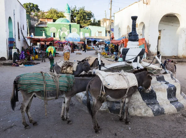 HARAR, ETHIOPIA - DECEMBER 24, 2013: Donkeys wait to be loaded o