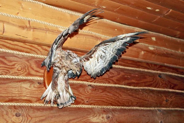 Stuffed hawk on the wall of the hunting Lodge