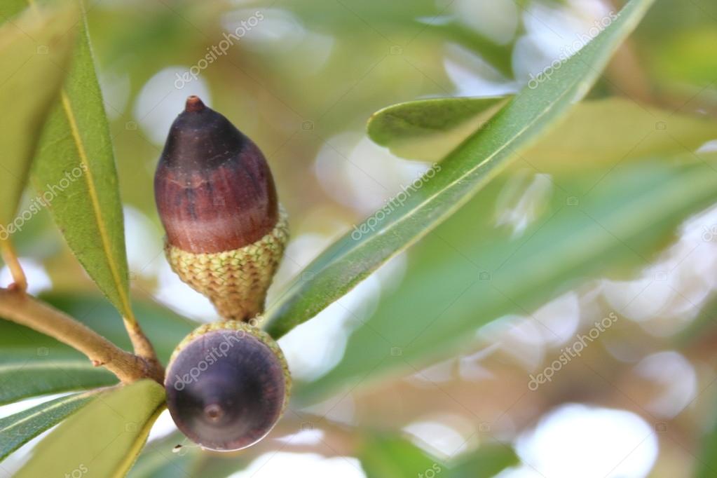 Live Oak Tree Acorns — Stock Photo © abhbah05 19192097