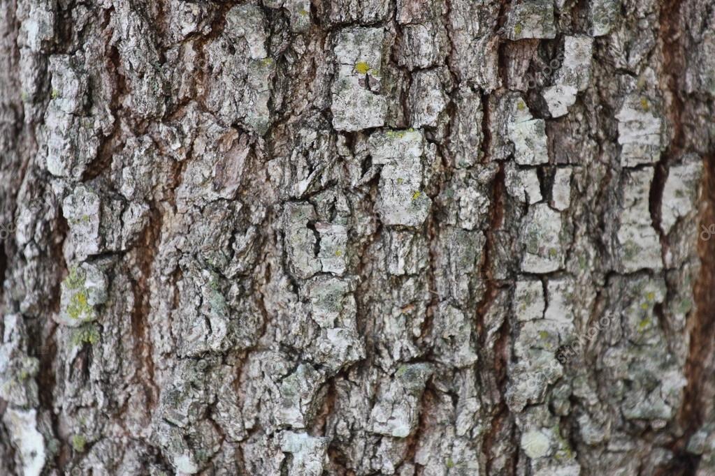 Live Oak Tree Bark — Stock Photo © abhbah05 19390711