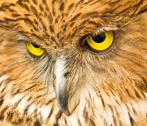 Face of Owl — Stock Photo #14335433