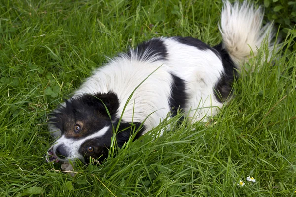 White and black dog eating a bone on grass
