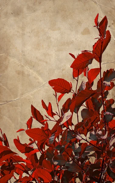 Red leaves background, autumn background