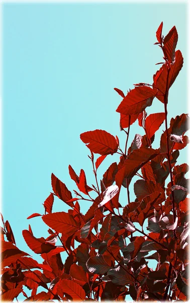 Red leaves background, autumn background