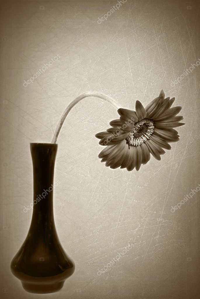 drooping daisy