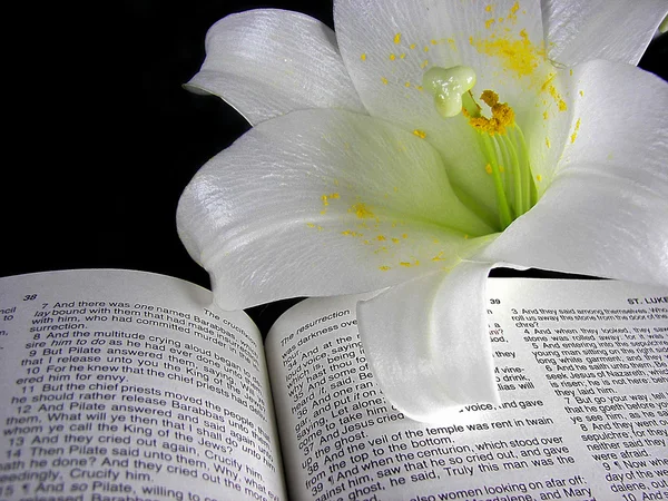 Easter lily on Holy Bible
