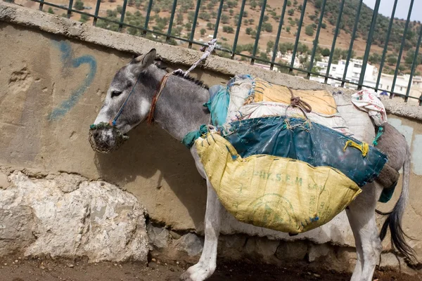 Heavy Loaded Moroccan Donkey With Yellow Bags on Him