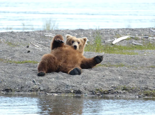 Alaskan brown bear resting