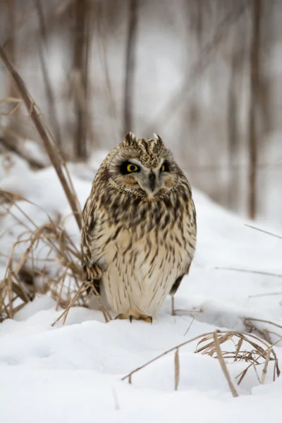 Short Eared Owl