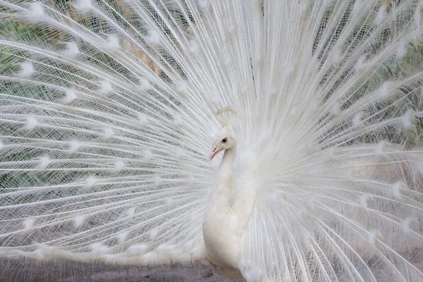 White peacock with feathers side view
