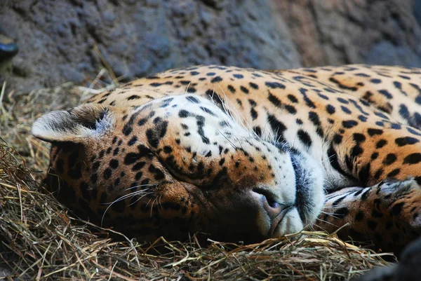 Jaguar sleeps in zoo