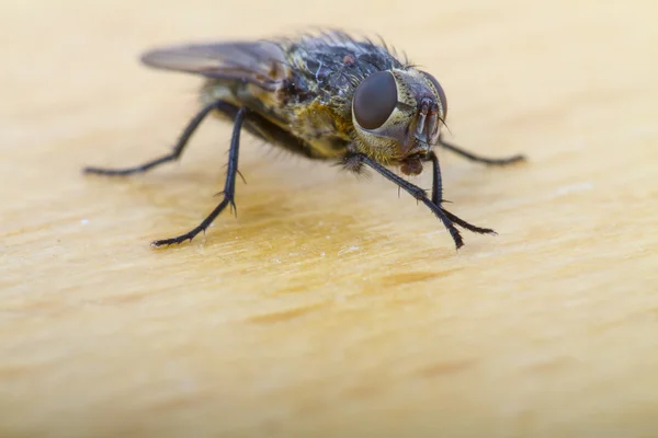 Close up of a House Fly