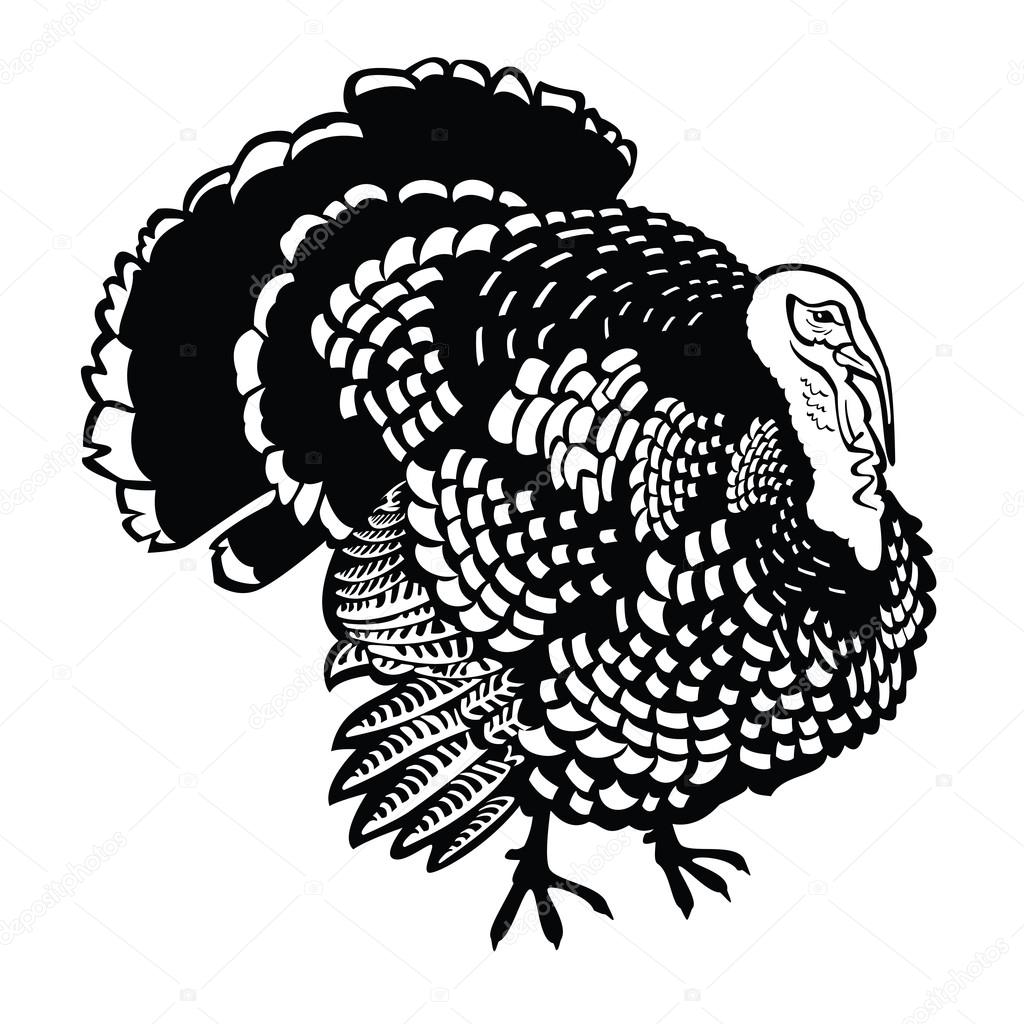 Standing turkey black and white — Stock Vector © insima #13087710