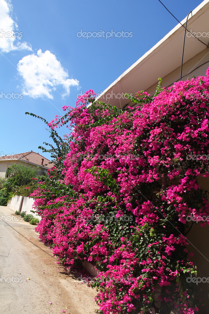 Beautiful pink flowers, typical view in Crete, Greece — Stock Photo