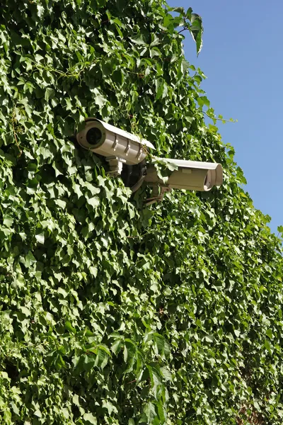 Security cameras on ivy covered wall