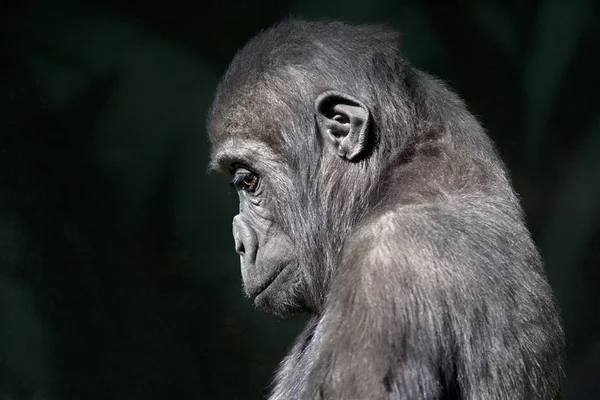Side face portrait of sad young gorilla