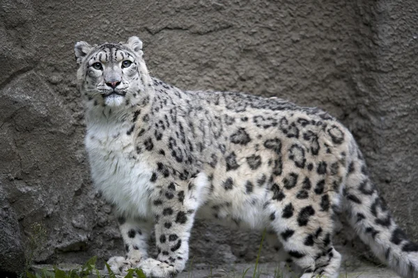 Gaze of a snow leopard