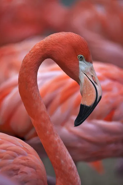 Side face portrait of a pink flamingo, one of the most beautiful bird of the world.