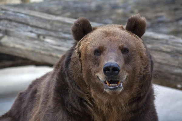 Sneer grimace on the face of a brown bear female.