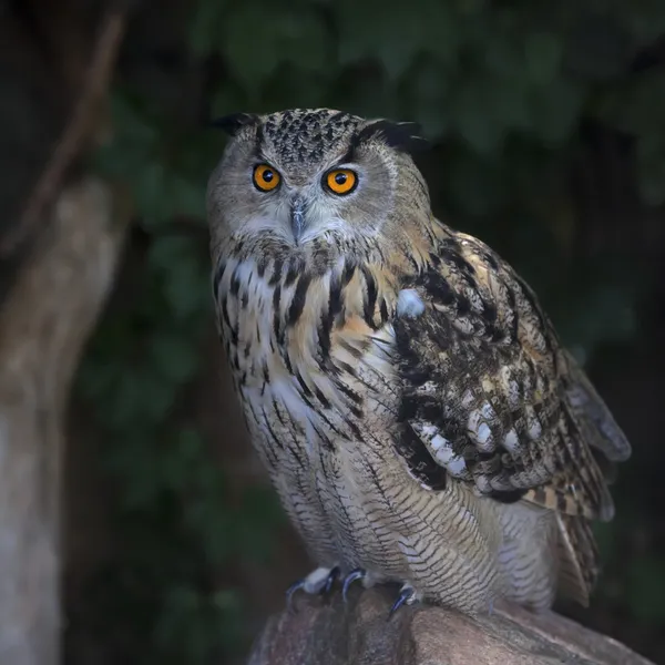 A screech owl, great night hunter.