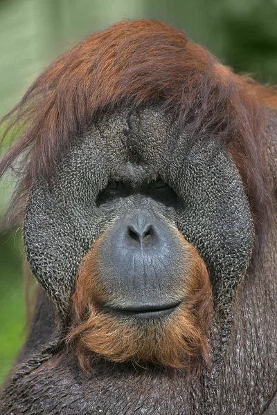 Eye to eye with an orangutan male, chief of the monkey family.