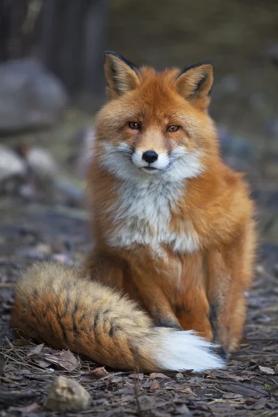 A full length portrait of a posing red fox male in natural environment.