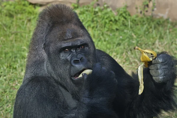 A gorilla male, silverback, leader of monkey family, is eating banana.