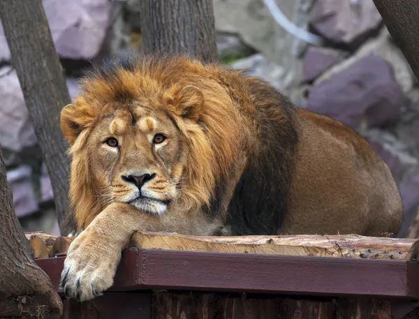 The dreamy look of an Asian lion, lying on rocky background.