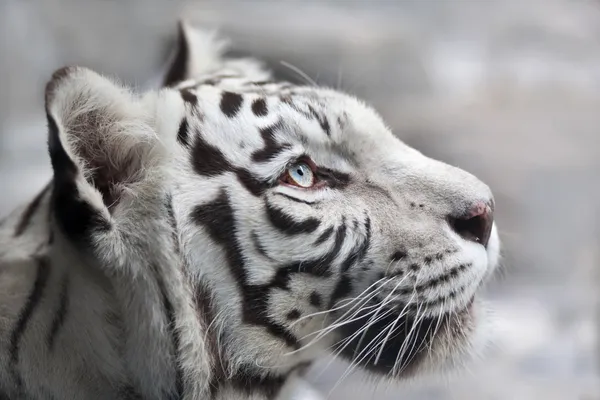 Close up portrait of a white bengal tiger.