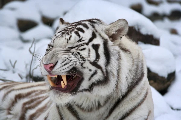 A white bengal tiger shows his huge fangs, lying on fresh snow.