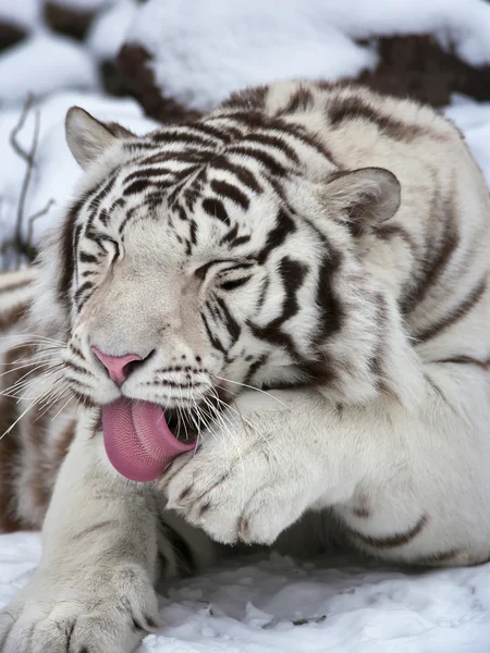 The rest of a white bengal tiger, lying on fresh snow and licking his paw.