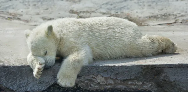 Sweet dreams of a polar bear cub.