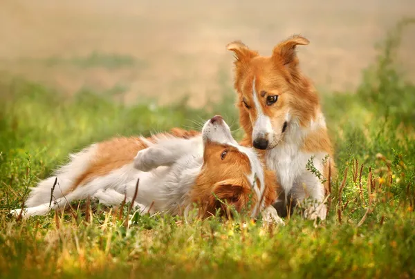 Two happy dog laying on the grass