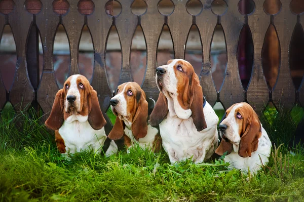 Group of dogs basset hound sitting on the grass