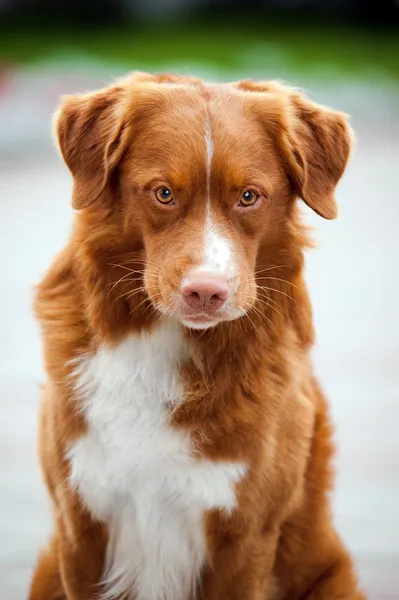 Golden retriever Toller dog looks into the camera