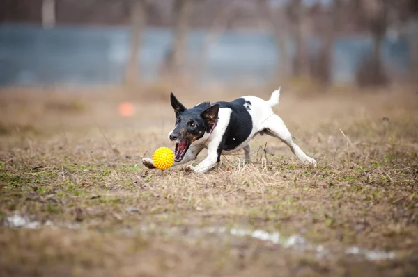 Fox terrier dog playing with a toy ball