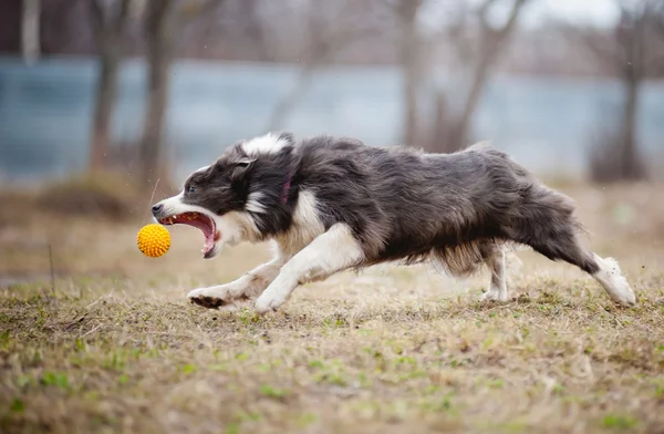 Blue Border Collie dog playing with a toy ball