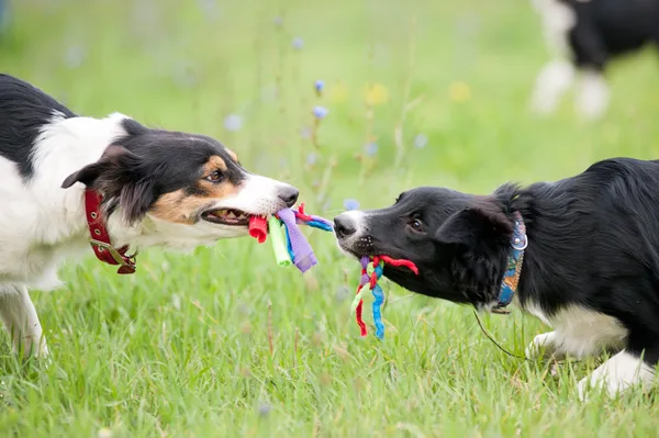 Two dogs playing with rope toy