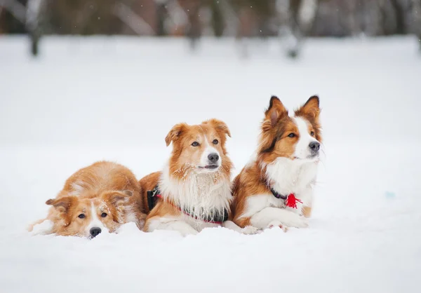 Three dogs lying on the snow in winter